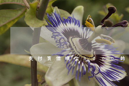 支付寶借唄欠8000的截圖