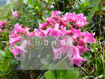 支付寶借唄欠9700圖片(支付寶借唄欠1000圖片)