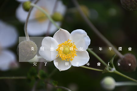 支付寶借唄欠一年不還會(huì)怎么樣(欠了借唄半年會(huì)怎么樣)