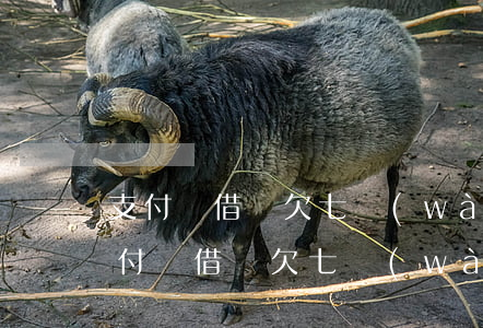 支付寶借唄欠七萬(wàn)逾期三年-支付寶借唄欠七萬(wàn)逾期三年會(huì)怎么樣