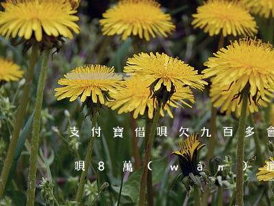 支付寶借唄欠九百多會(huì)怎樣(欠借唄8萬(wàn)還不起會(huì)怎么樣)