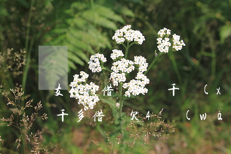 支付寶借唄欠兩千現(xiàn)在要還四千多(借唄欠4萬(wàn)元正常嗎)