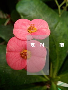 支付寶借唄欠幾萬(支付寶借唄欠1萬多)