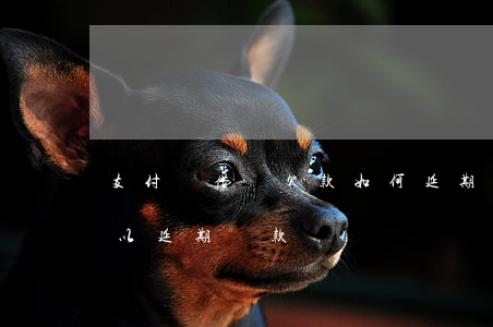 支付寶借唄欠款如何延期還款(支付寶借唄可以延期還款嗎)