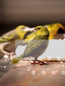 支付寶借唄欠款逾期半年了怎么辦-支付寶借唄欠款逾期半年了怎么辦呢