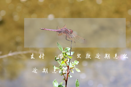 支付寶借唄欠款逾期怎么辦(支付寶借唄欠款逾期怎么辦)