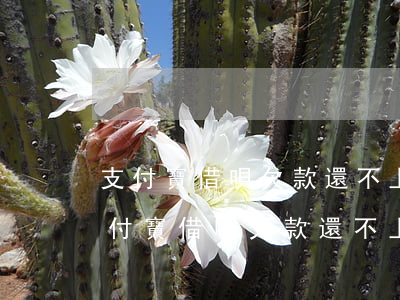 支付寶借唄欠款還不上轉賬還能收到嗎-支付寶借唄欠款還不上轉賬還能收到嗎