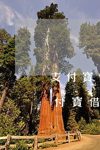 支付寶借唄沒逾期會(huì)有影響嗎（支付寶借唄逾期未還有什后果）