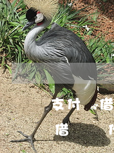 支付寶借唄為什么還款利息不一樣-支付寶借唄為什么還款利息不一樣呢