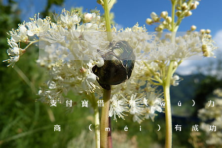 支付寶借唄無(wú)力償還協(xié)商沒(méi)有成功怎么辦-支付寶借唄不同意協(xié)商還款