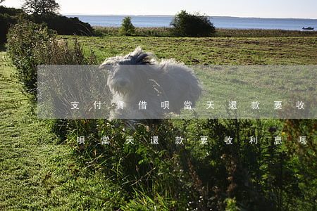 支付寶借唄當天還款要收利息嗎-支付寶借唄當天還款要收利息嗎是真的嗎