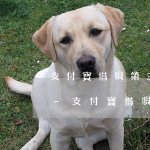 支付寶借唄第三方還款對(duì)公賬戶-支付寶借唄第三方還款對(duì)公賬戶怎么還