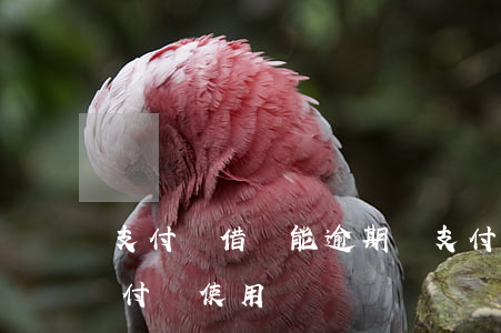 支付寶借唄能逾期嗎 支付寶借唄逾期影響支付寶使用嗎