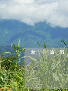 支付寶借唄花唄分期逾期(借唄分期逾期了)