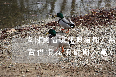 支付寶借唄花唄逾期2萬(wàn)-支付寶借唄花唄逾期2萬(wàn)會(huì)怎樣