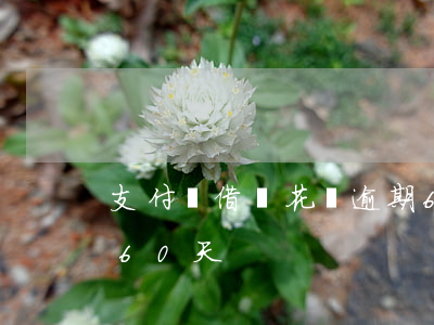 支付寶借唄花唄逾期63天(支付寶借唄逾期60天)