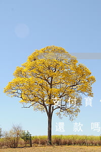支付寶借唄花唄逾期了可以協(xié)商還款嗎-打95188轉(zhuǎn)2協(xié)商逾期的事情