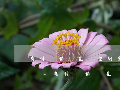 支付寶借唄花唄逾期多久會(huì)被上訴-支付寶借唄花唄逾期多久會(huì)被上訴呢