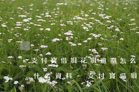支付寶借唄花唄逾期怎么協(xié)商要什么資料-支付寶借唄花唄逾期怎么協(xié)商要什么資料呢