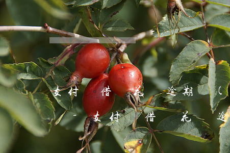 支付寶借唄花唄逾期會(huì)影響征信嗎-支付寶借唄花唄逾期會(huì)影響征信嗎知乎