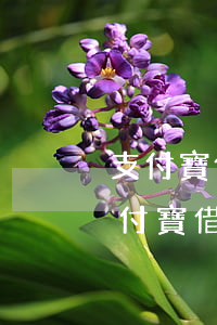 支付寶借唄花唄逾期發(fā)律師函-支付寶借唄花唄逾期收到律師函