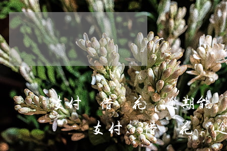 支付寶借唄花唄逾期能協(xié)商減免嗎-支付寶借唄花唄逾期能協(xié)商減免嗎是真的嗎
