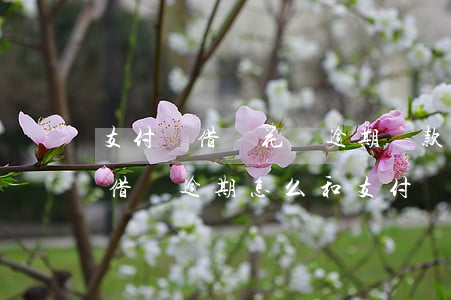 支付寶借唄花唄逾期還款協商方案-花唄和借唄逾期怎么和支付寶協商