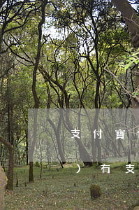 支付寶借唄花唄逾期還能貸款(有沒(méi)有支付寶花唄逾期還能貸款的)