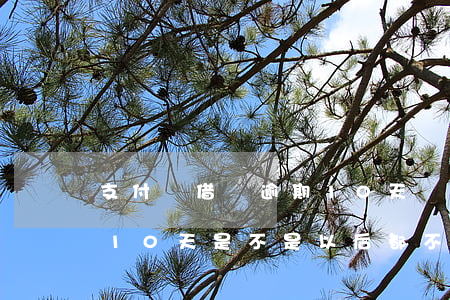 支付寶借唄逾期10天還能用嗎-借唄逾期10天是不是以后都不能用了?