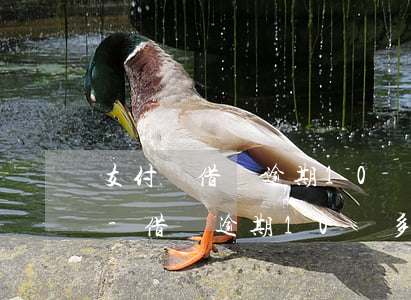 支付寶借唄逾期10萬怎樣協(xié)商-借唄逾期10萬多久被起訴