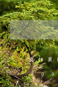 支付寶借唄逾期180-支付寶借唄逾期1800三個月會上門催收嗎