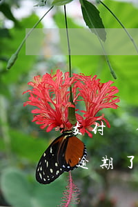 支付寶借唄逾期18個(gè)月 螞蟻借唄逾期了12個(gè)月