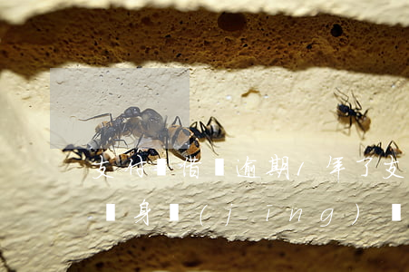 支付寶借唄逾期1年了(支付寶借唄逾期三年親身經(jīng)歷)