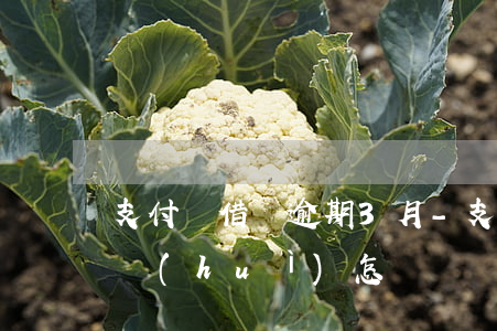 支付寶借唄逾期3月-支付寶借唄逾期3月會(huì)怎樣