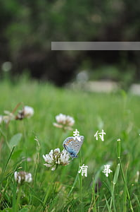 支付寶借唄逾期4天三月(借唄逾期了三四天有事嗎)