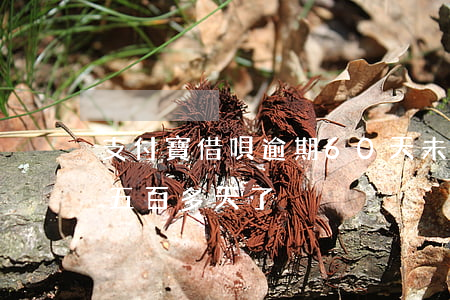 支付寶借唄逾期60天未還(支付寶借唄逾期五百多天了)