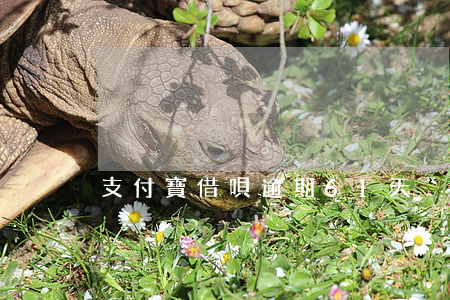 支付寶借唄逾期61天