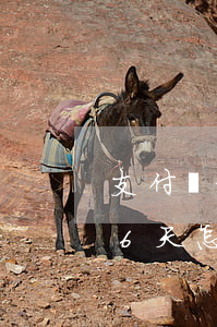 支付寶借唄逾期66天-支付寶借唄逾期66天怎么辦