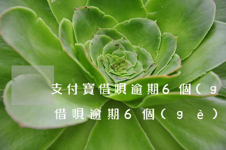 支付寶借唄逾期6個(gè)月以上(支付寶借唄逾期6個(gè)月以上能坐飛機(jī)嗎)