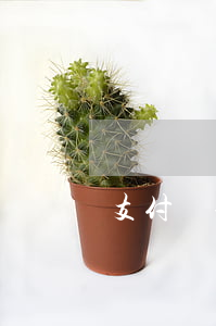 支付寶借唄逾期6天(螞蟻借唄逾期6天)