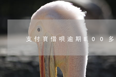 支付寶借唄逾期800多(借唄逾期7萬多)