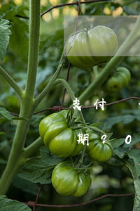 支付寶借唄逾期900多天-支付寶借唄逾期900多天怎么辦