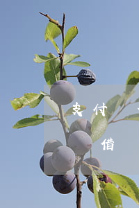 支付寶借唄逾期90天了說要起訴我-支付寶借唄逾期90天了說要起訴我是真的嗎