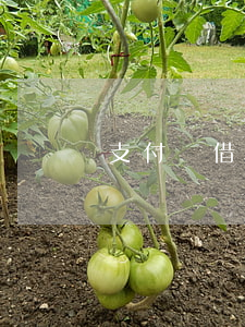 支付寶借唄逾期一年多了
