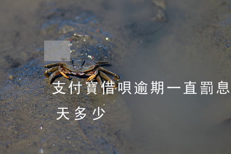 支付寶借唄逾期一直罰息(支付寶借唄罰息一天多少)