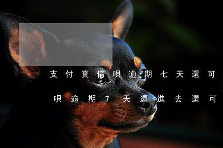 支付寶借唄逾期七天還可以用嗎-支付寶借唄逾期7天還進去還可以用嗎