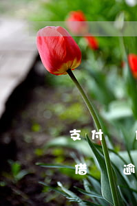 支付寶借唄逾期三天以后還能借嗎-支付寶借唄逾期三天以后還能借嗎