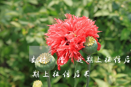支付寶借唄逾期上征信后果-支付寶借唄逾期上征信后果