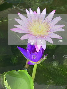 支付寶借唄逾期上證信嗎(支付寶借唄沒有逾期上征信么)