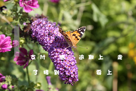 支付寶借唄逾期上門走訪(借唄花唄逾期半年了,接到電話說要上門調(diào)查)